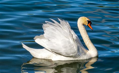  Le Cygne - Valtava ja Hautavan Hidas Musiikki, Joka Tekee Kuulijaan Syntipukkauden Tunteen